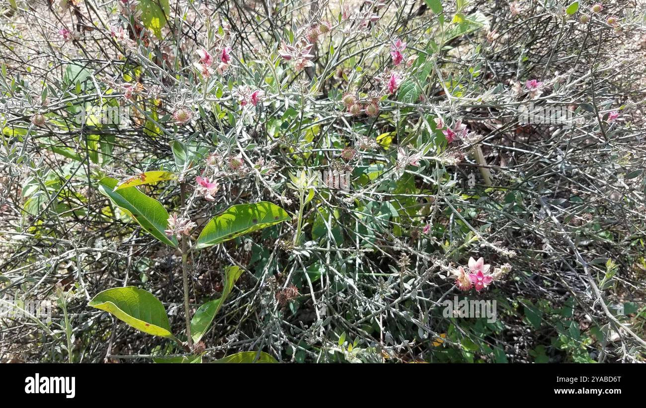 Rhatany Krameria erecta hi-res stock photography and images - Alamy