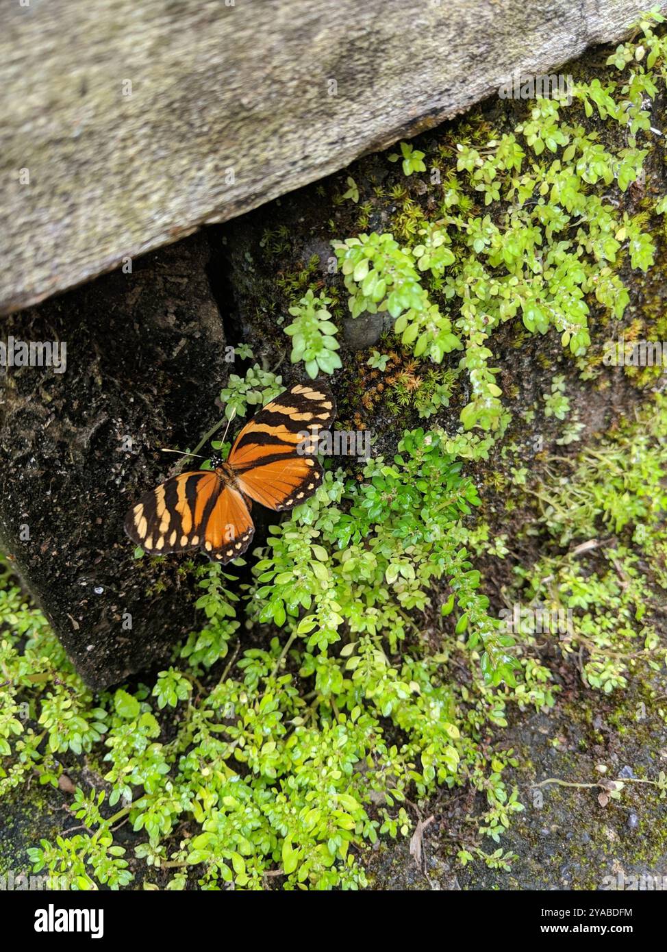 Variable Crescent Variable Crescent (Eresia ithomioides) Insecta Stock Photo - Alamy