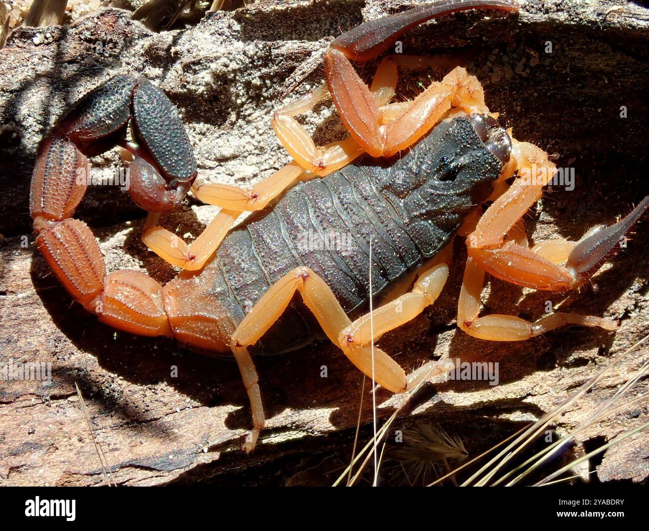 (Jaguajir agamemnon) Arachnida Stock Photo - Alamy