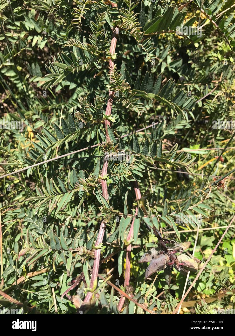 giant vetch (Vicia gigantea) Plantae Stock Photo - Alamy