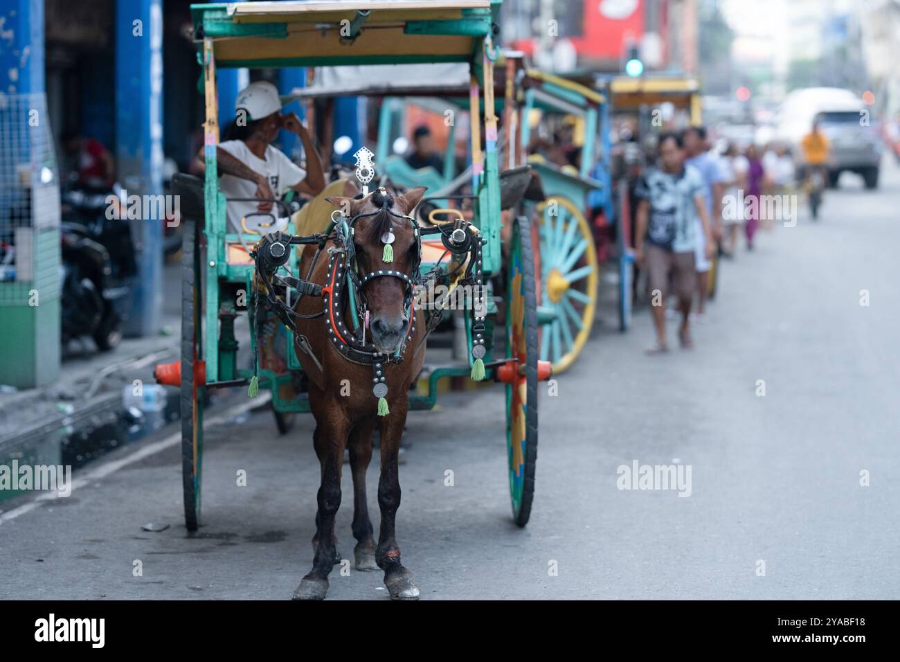 In Cebu City, kalesas—horse-drawn carriages—offer a charming glimpse into the past. These traditional vehicles, decorated vibrantly, navigate through Stock Photo