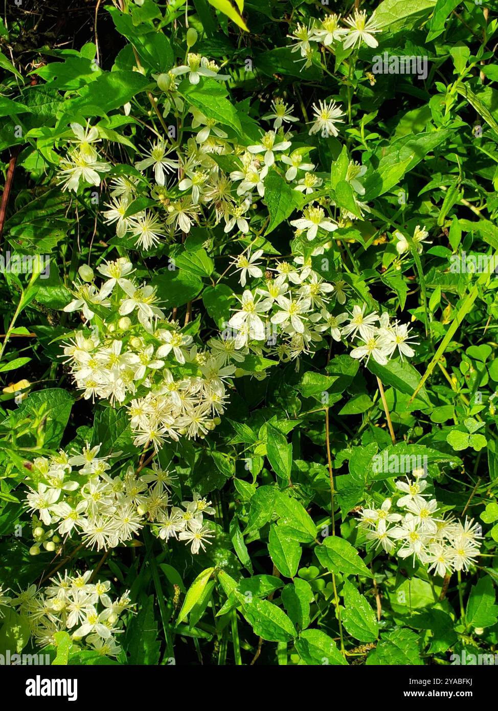 Virgin S Bower Clematis