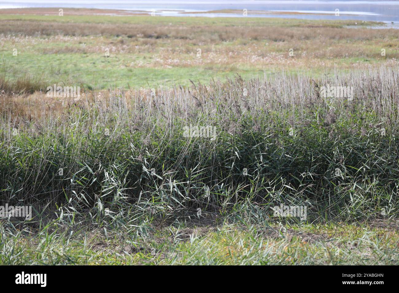 European reed (Phragmites australis australis) Plantae Stock Photo - Alamy