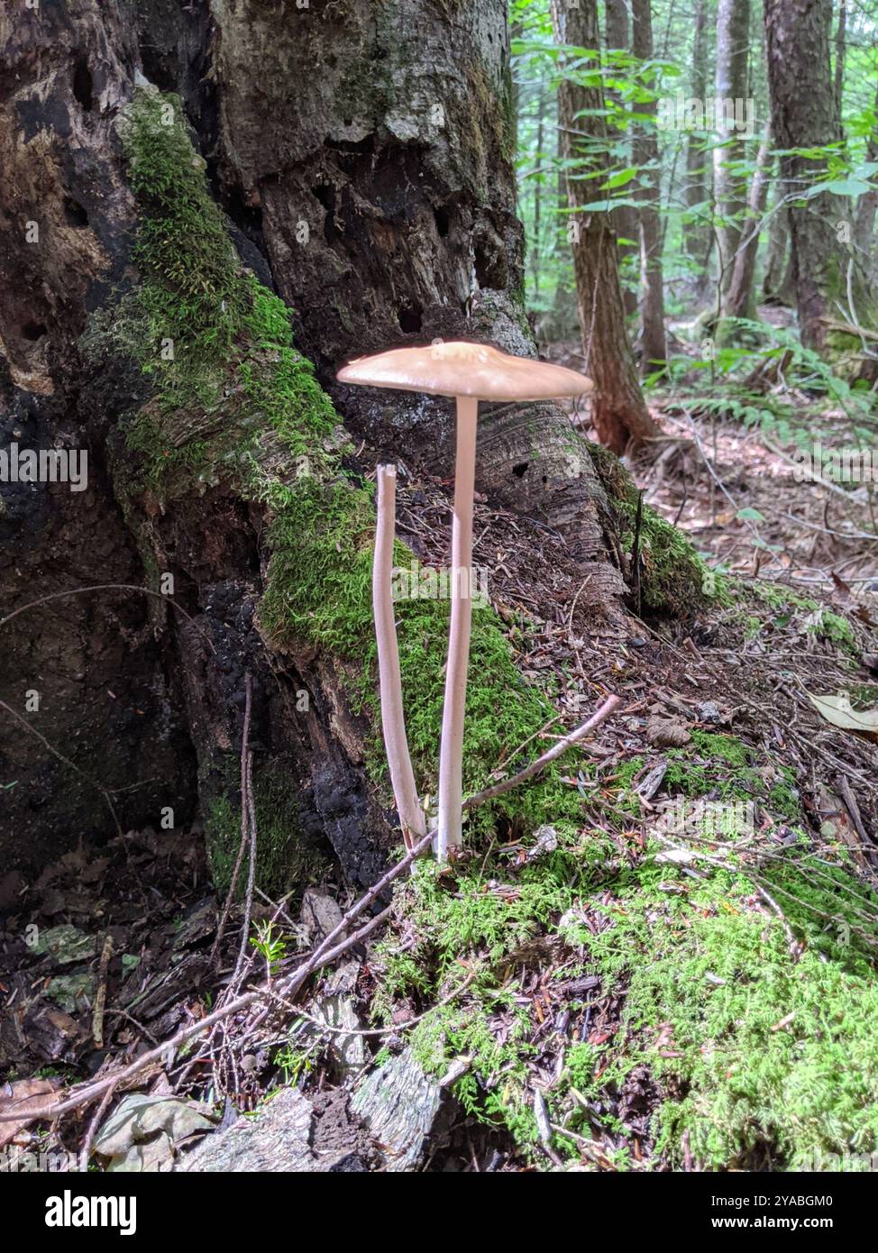 Beech Rooter Beech Rooter (Oudemansiella furfuracea) Fungi Stock Photo - Alamy