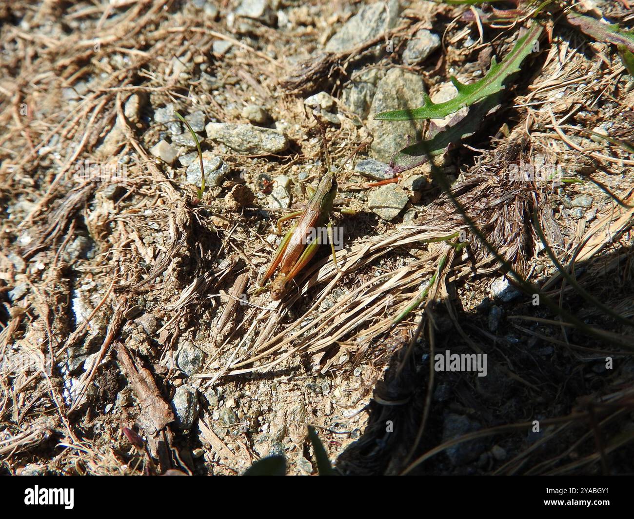 Meadow Grasshopper (Pseudochorthippus parallelus) Insecta Stock Photo ...