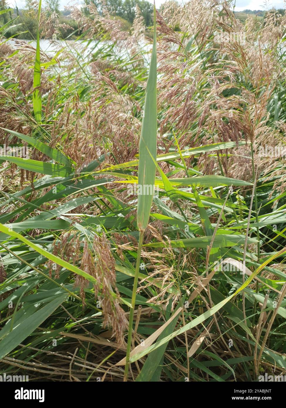 European reed (Phragmites australis australis) Plantae Stock Photo - Alamy