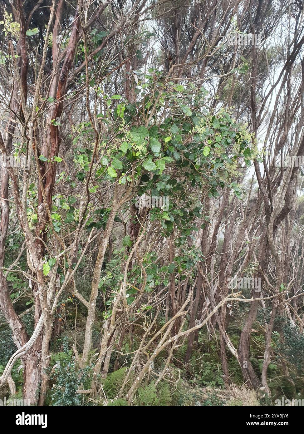 Rangiora (Brachyglottis repanda) Plantae Stock Photo - Alamy