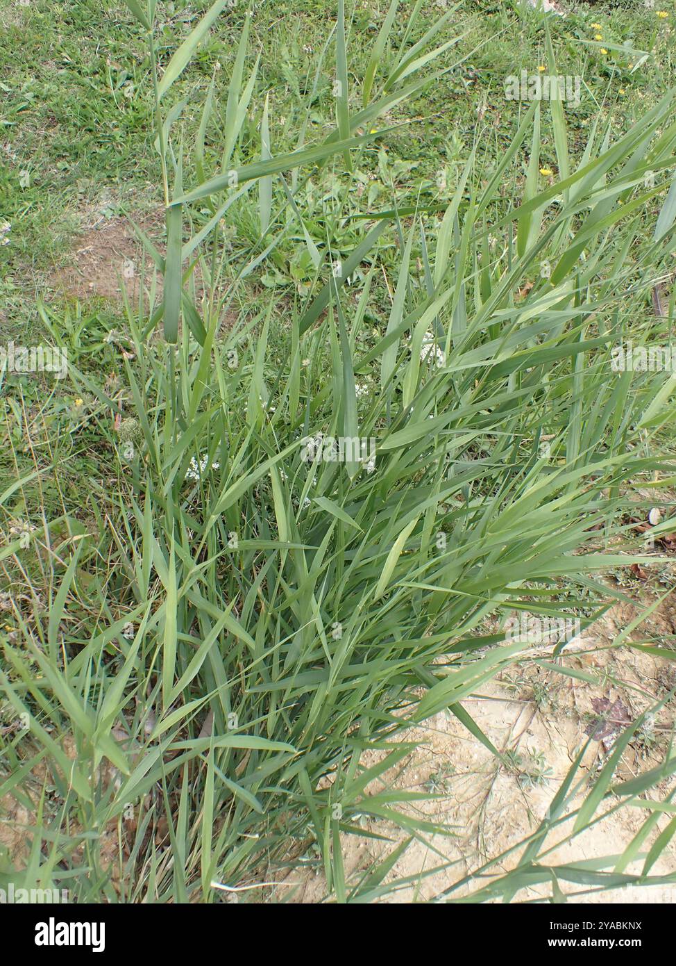 common reed (Phragmites australis) Plantae Stock Photo - Alamy