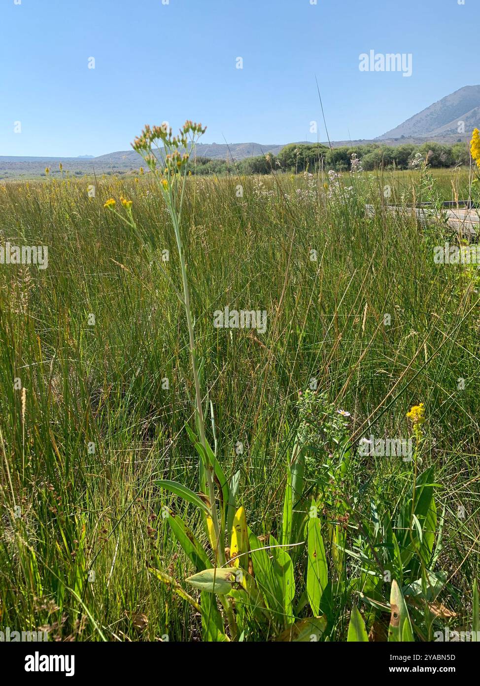 Water Ragwort water ragwort (Senecio hydrophilus) Plantae Stock Photo - Alamy