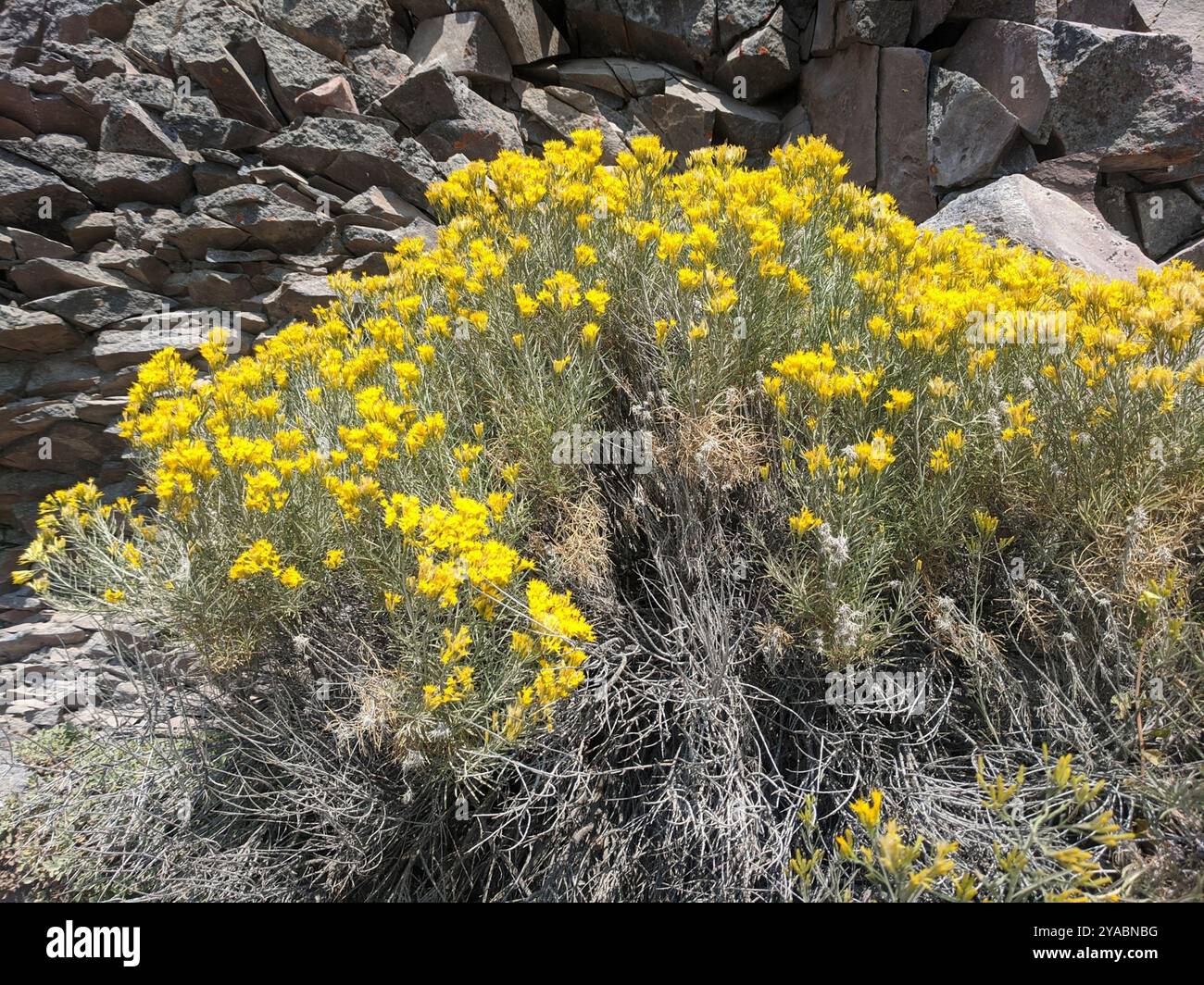 Rubber Rabbitbrush (Ericameria nauseosa) Plantae Stock Photo - Alamy
