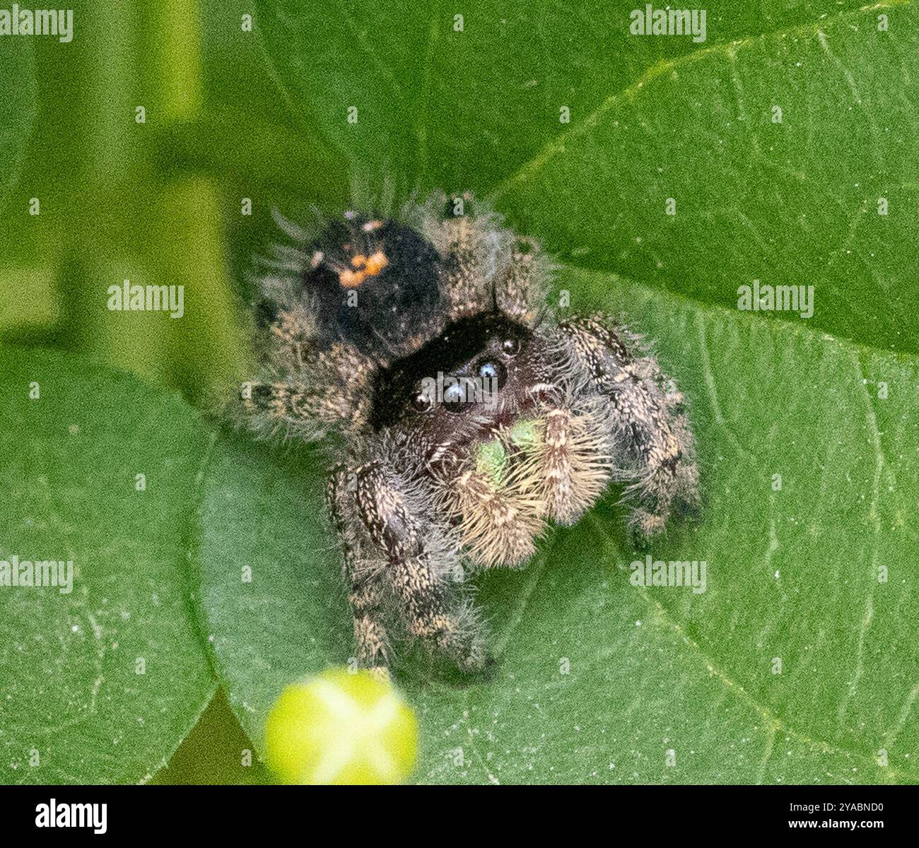 Bold Jumping Spider (Phidippus audax) Arachnida Stock Photo - Alamy