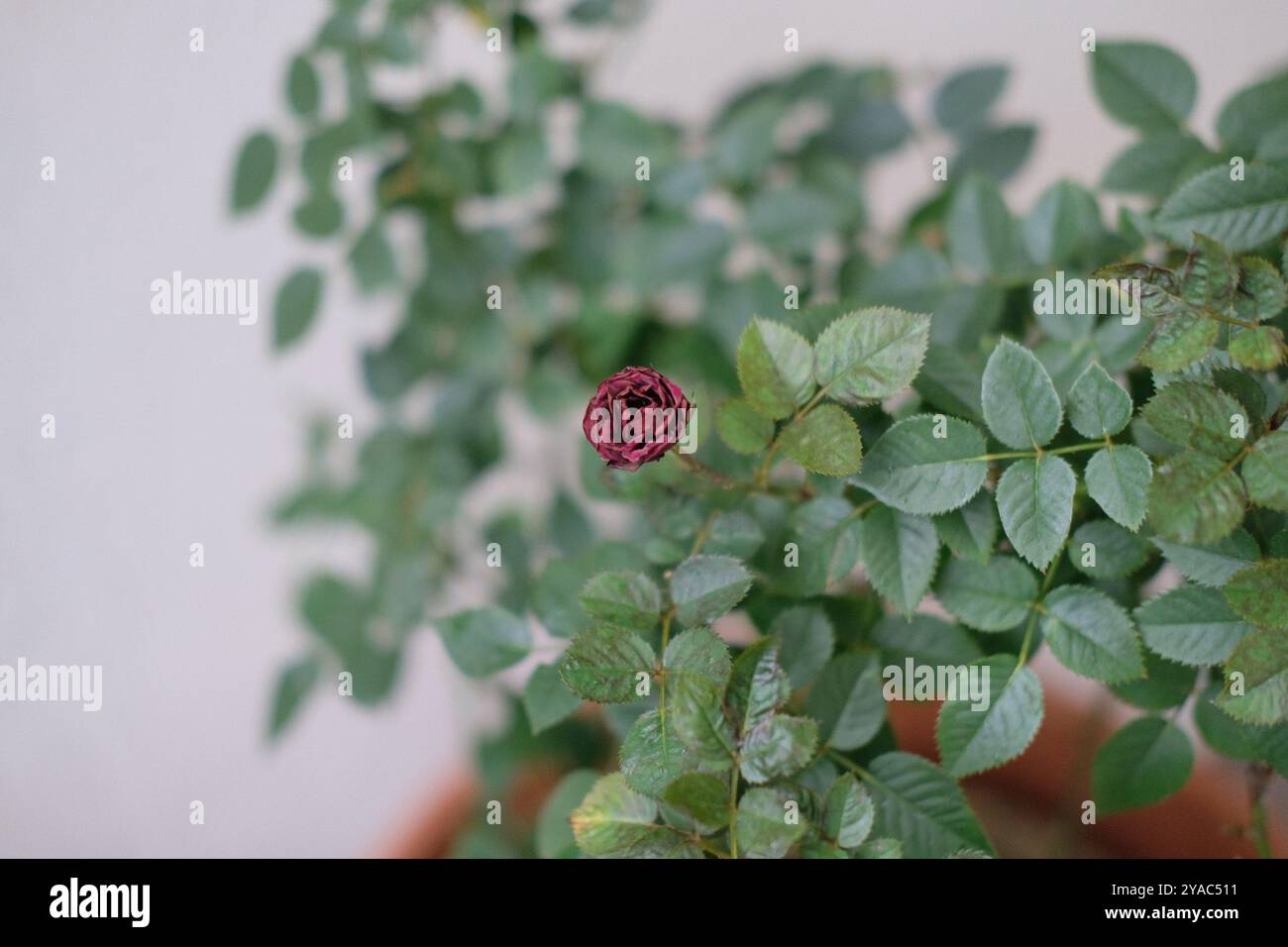 Top view dried rose hi-res stock photography and images - Alamy