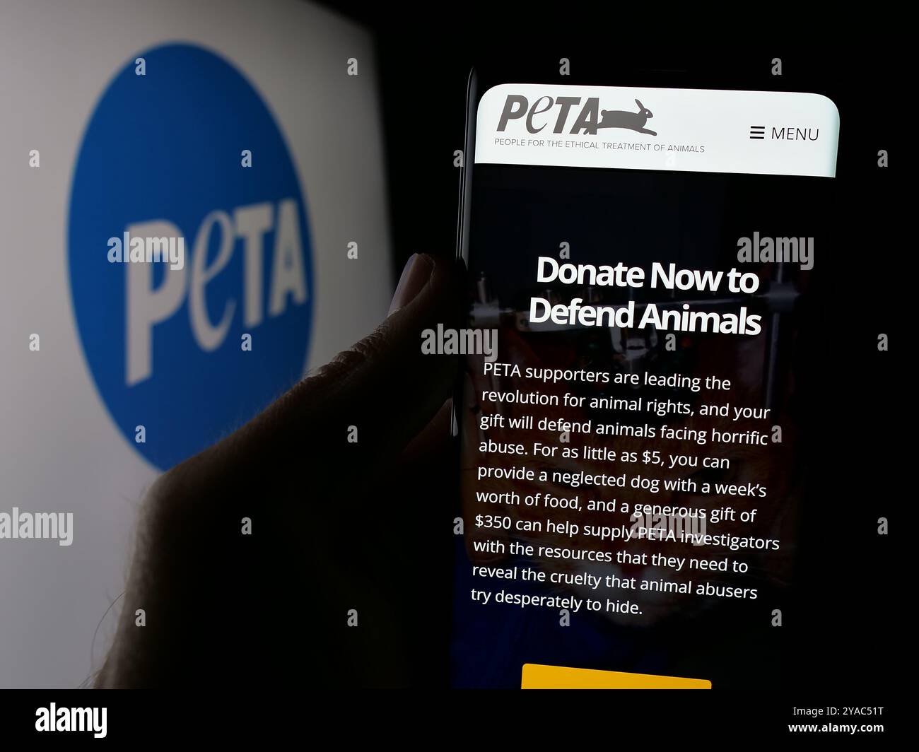 Person holding smartphone with webpage of People for the Ethical Treatment of Animals (PETA) on screen.. Focus on center of phone display. Stock Photo