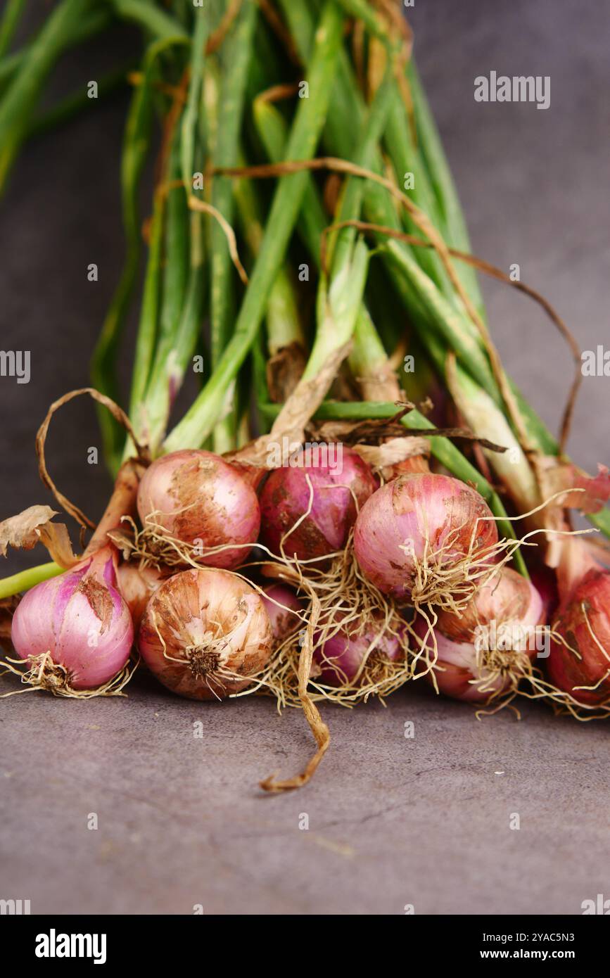 Onions leaves hi-res stock photography and images - Alamy