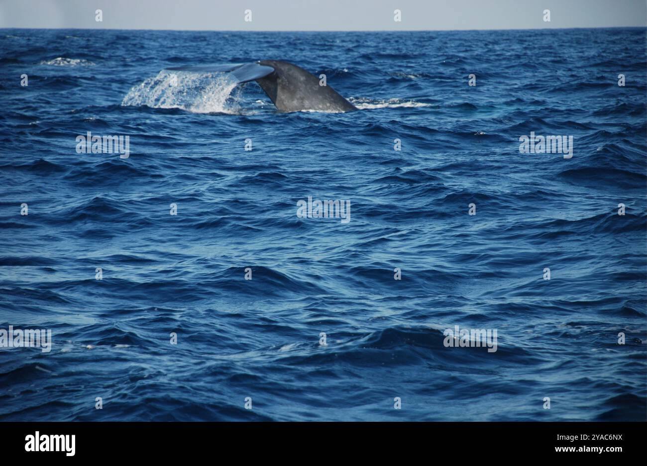 Whale tail fluke diving whale in the sea ocean Stock Photo - Alamy