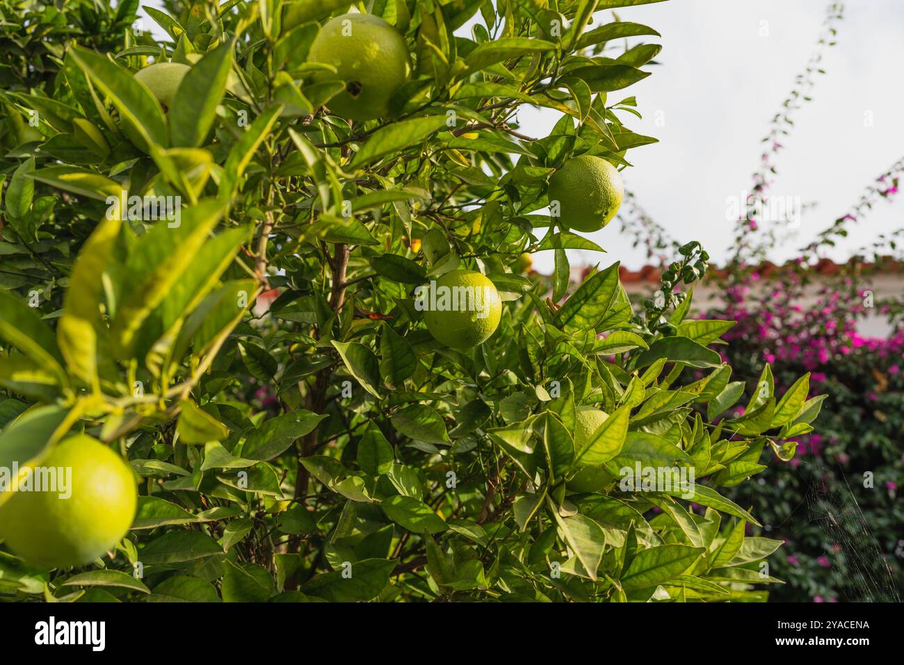 Lush green citrus orchard hi-res stock photography and images - Alamy
