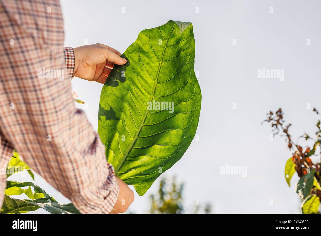 Tobacco fresh leaves hi-res stock photography and images