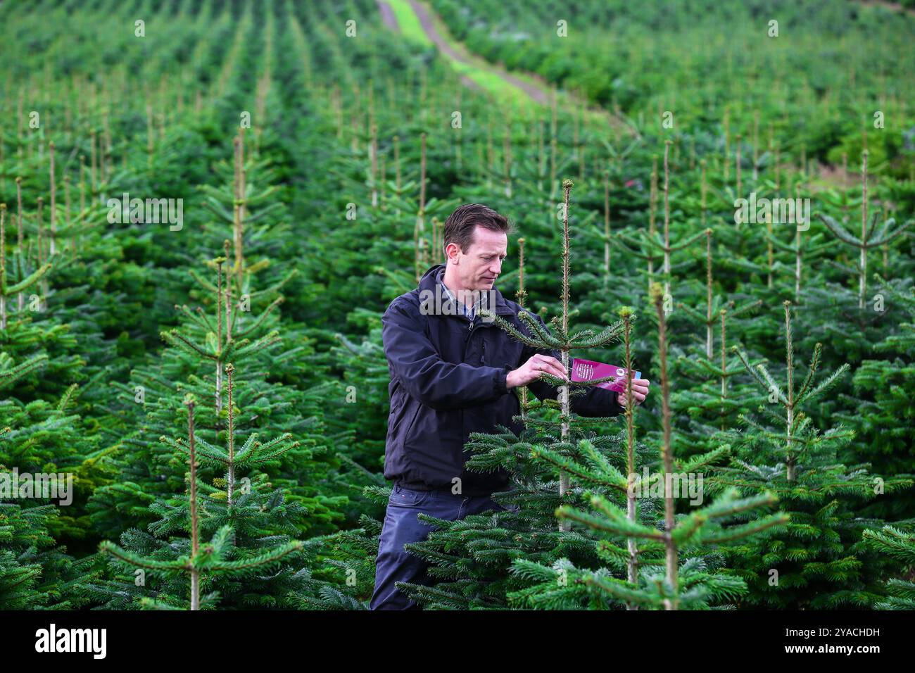 Cheap christmas tree farm