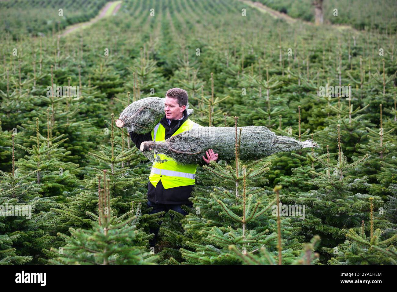 Christmas Tree farm in Scotland Stock Photo