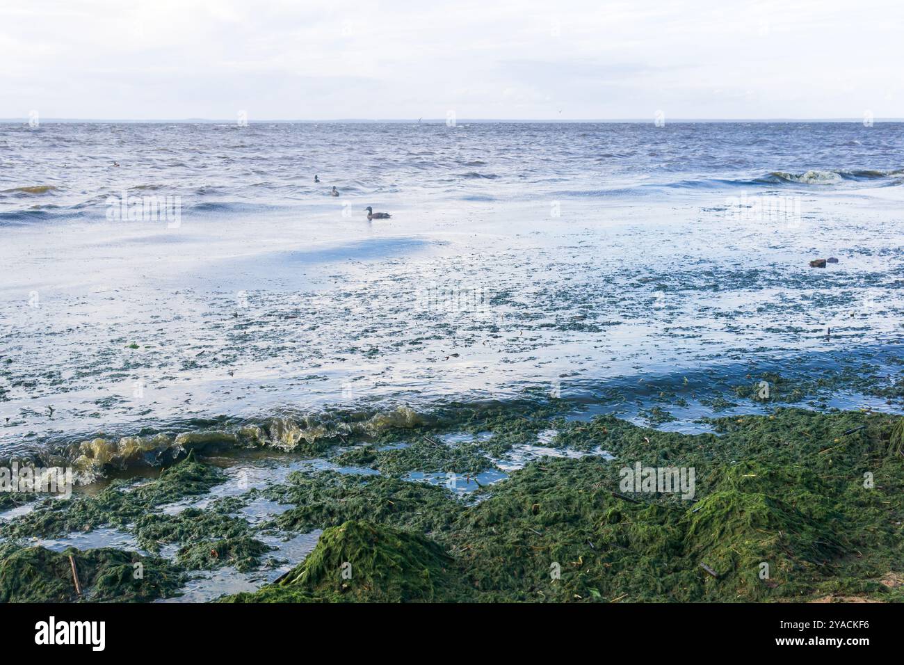 Algal bloom natural phenomenon hi-res stock photography and images - Alamy