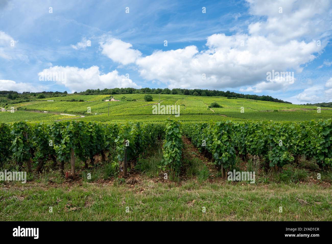 Green Rows Pinot Romanee conti vineyard cross hi-res stock photography and images - Alamy