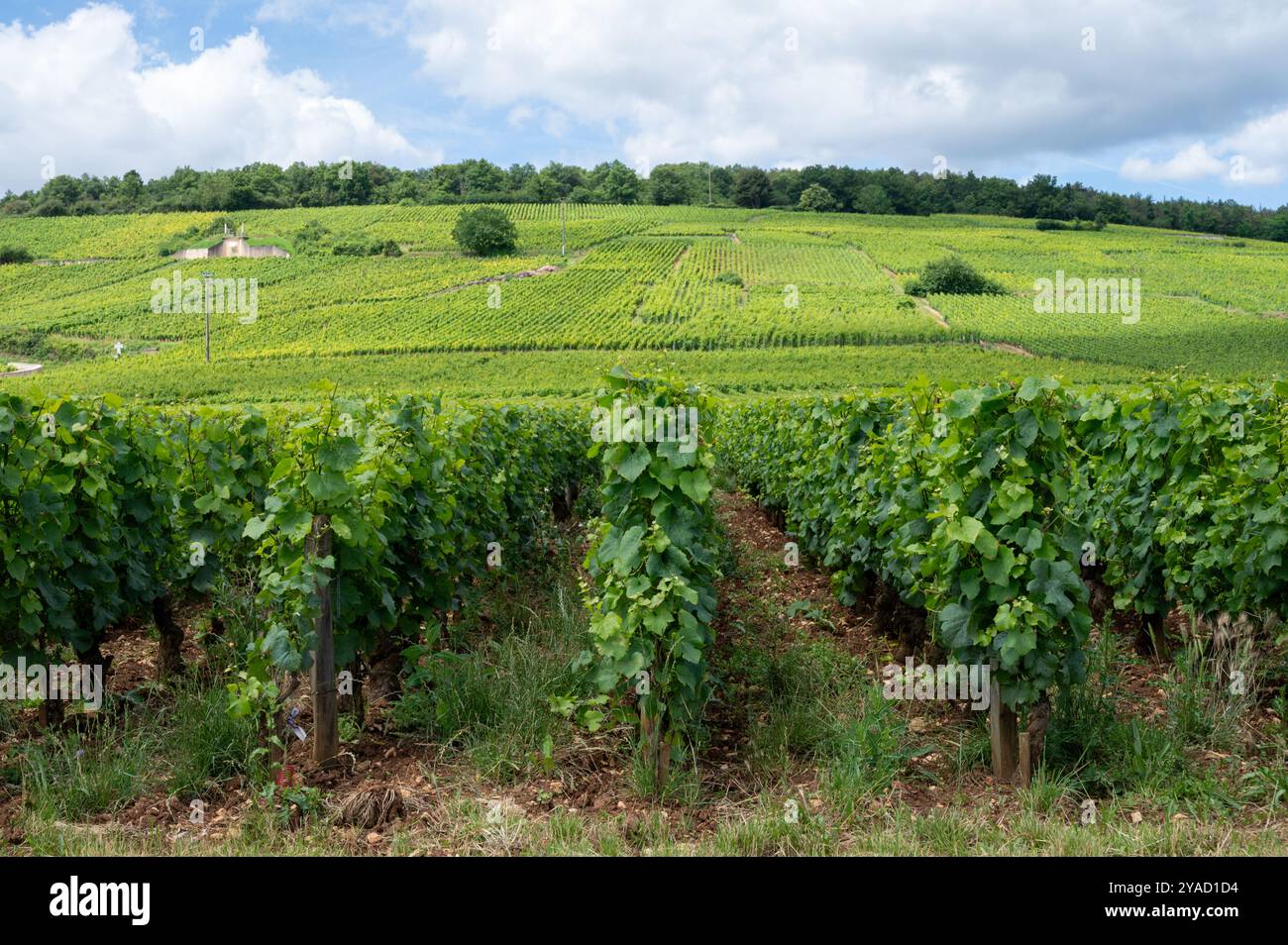 Green Rows Pinot Romanee conti vineyard cross hi-res stock photography and images - Alamy