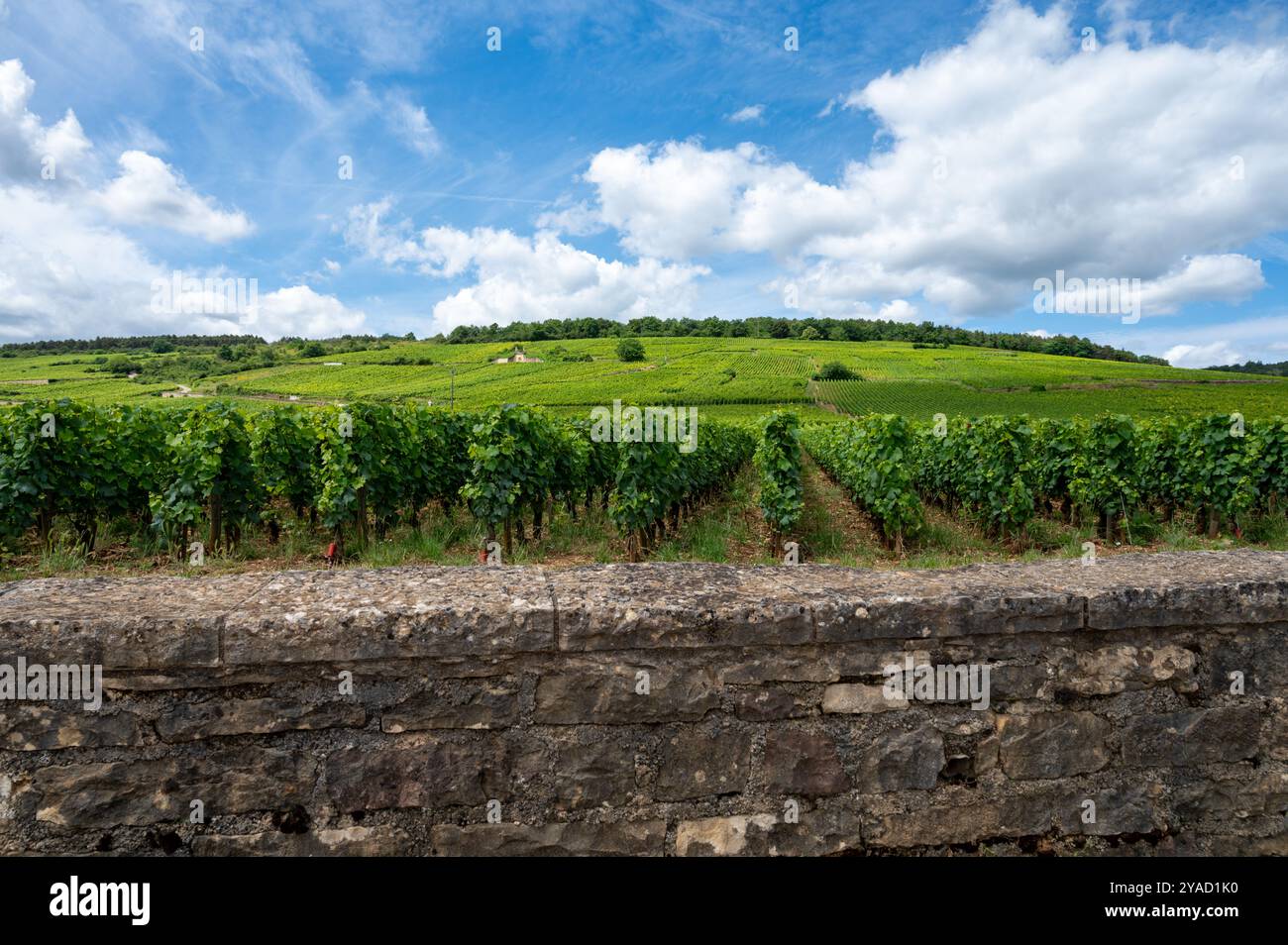 Green Rows Pinot Cote de nuits aerial hi-res stock photography and images - Alamy