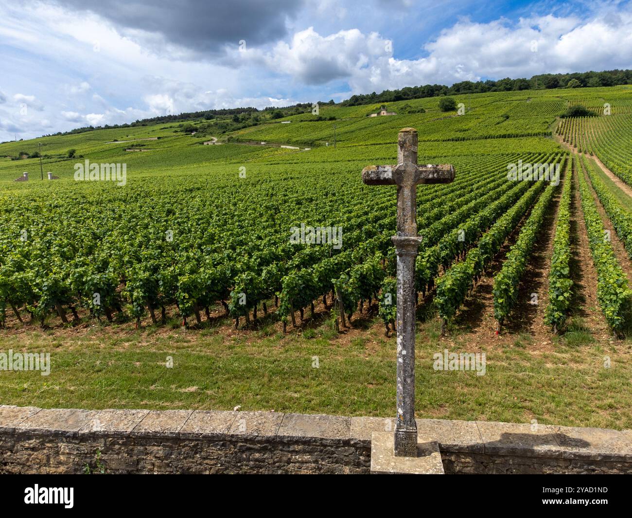 Green Rows Pinot Romanee conti vineyard cross hi-res stock photography and images - Alamy
