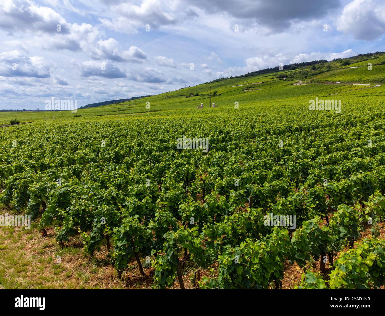 Green Rows Pinot Romanee conti vineyard cross hi-res stock photography and images - Alamy