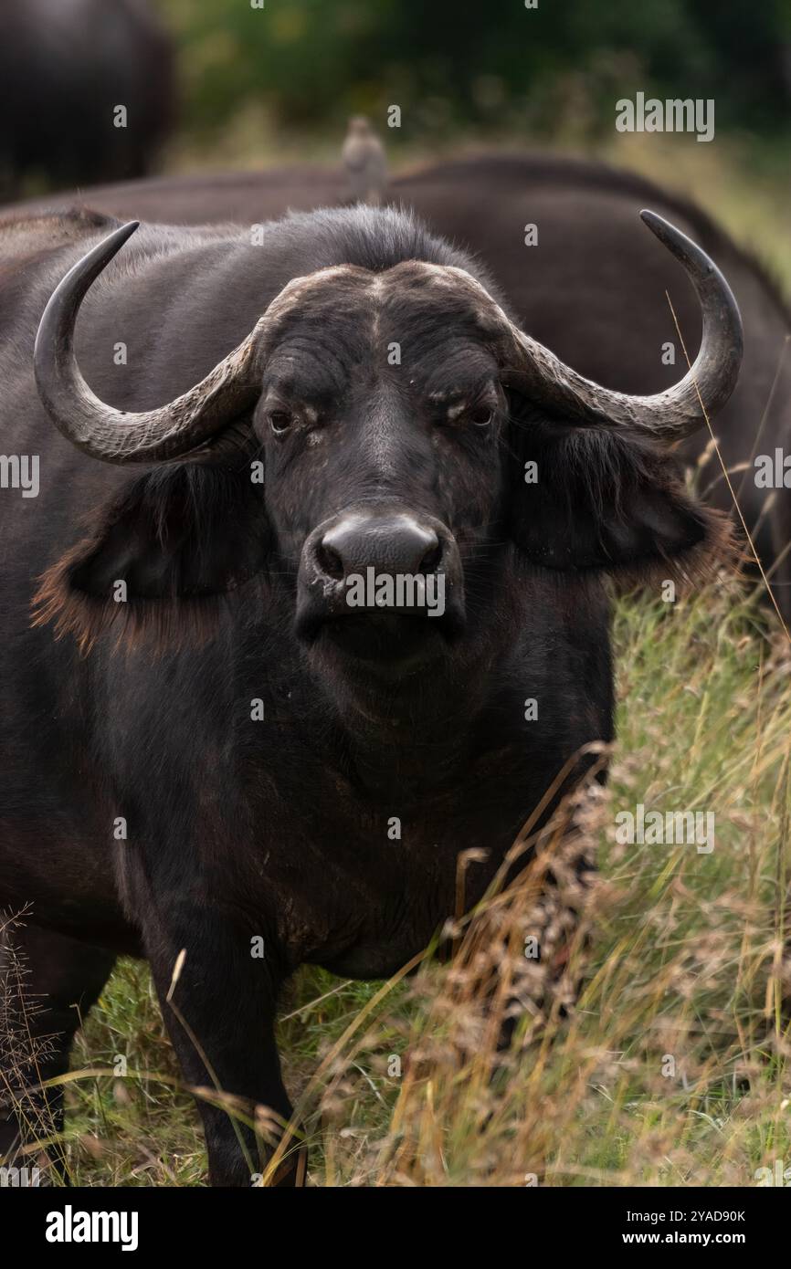 African buffalo,Syncerus caffer, Bovidae, Ol Pejeta Conservancy, Kenya, Africa Stock Photo