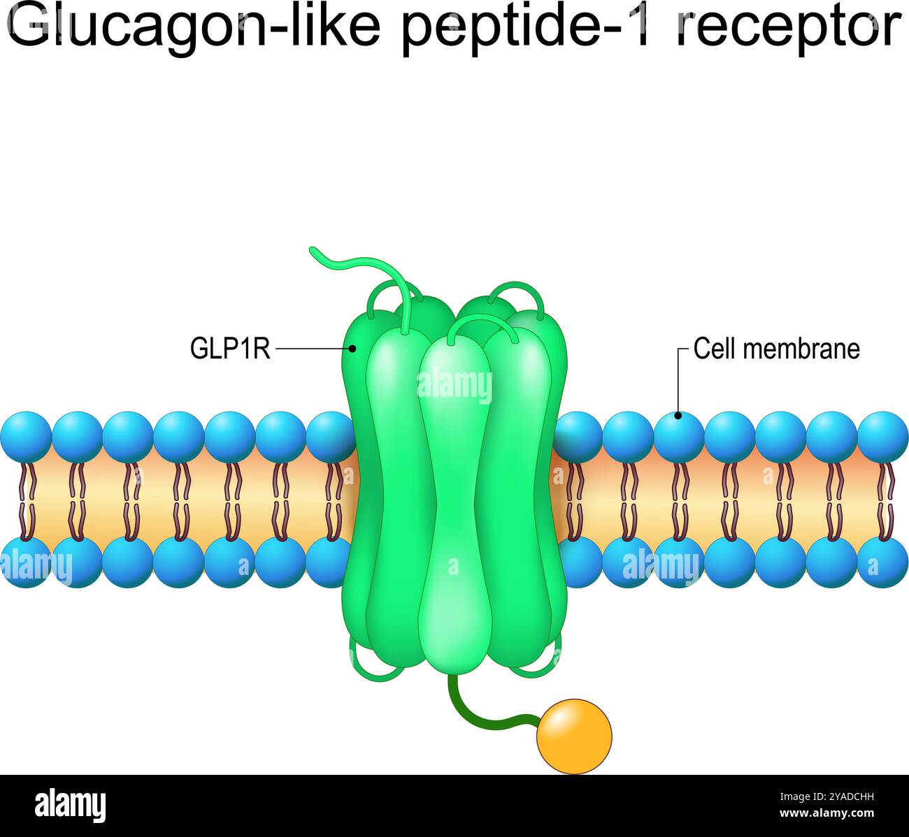 Glucagon-like peptide-1 receptor. Close-up of GLP-1R with heterotrimeric G-protein and Ligands. GLP1R Receptor in the cell membrane. Weight loss thera Stock Vector