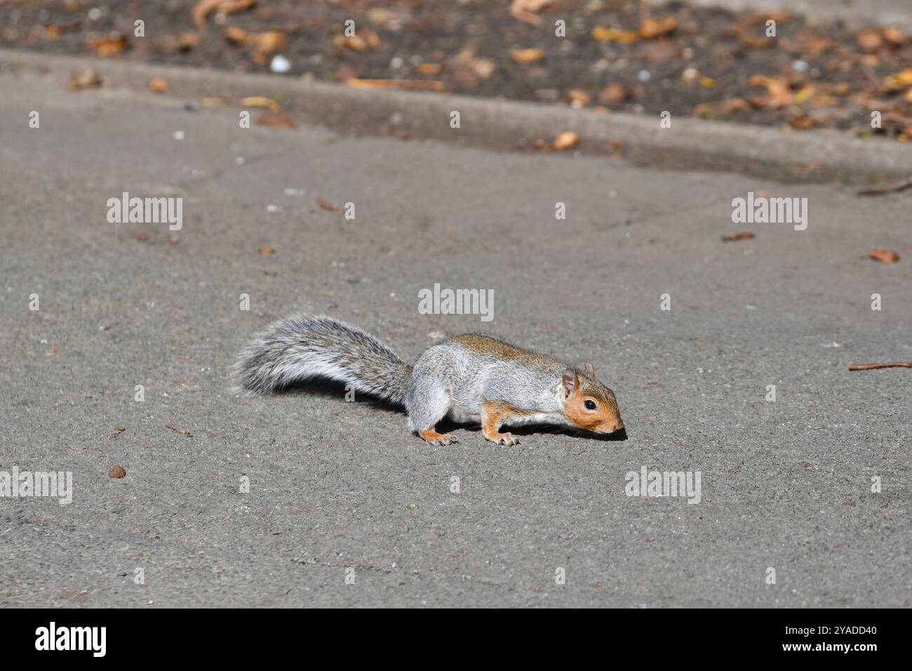 grey squirrel looking for food Stock Photo