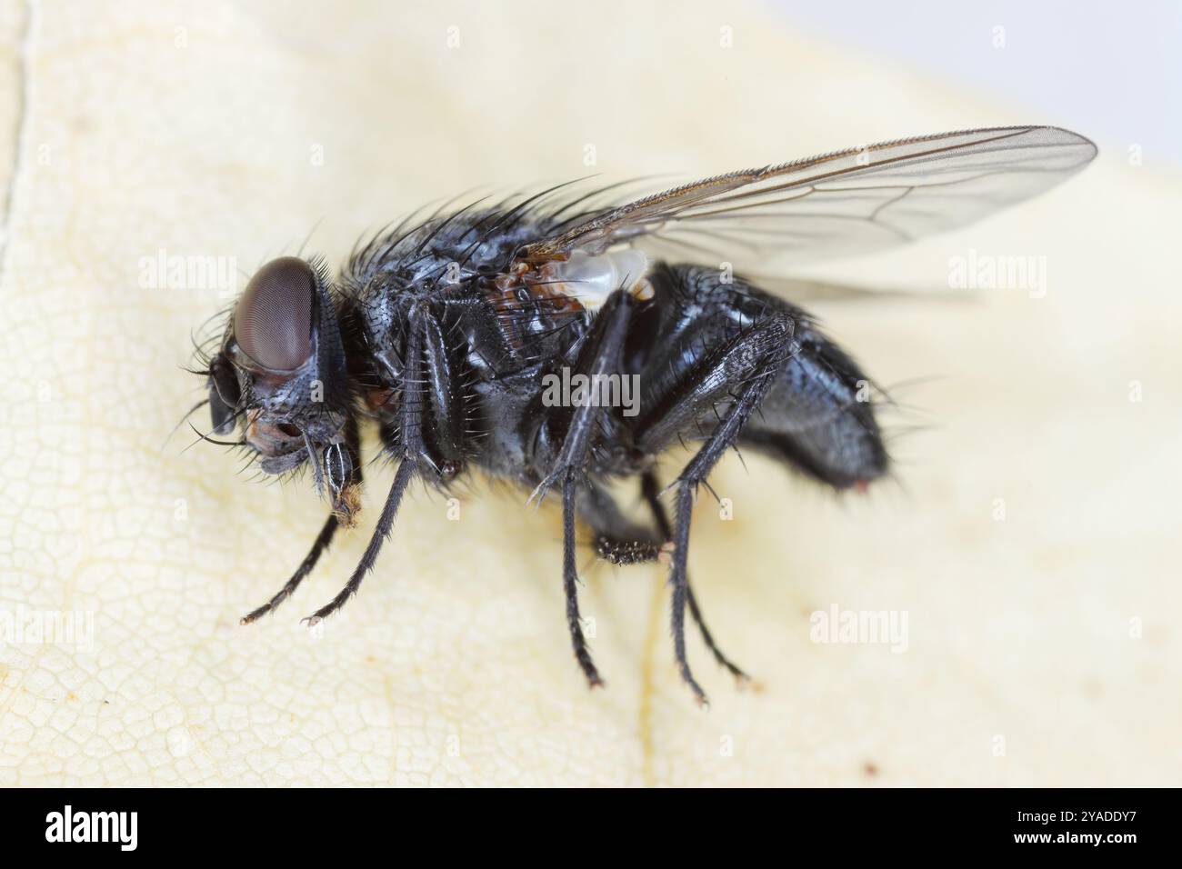 A dead housefly lying on its side. Fly in apartment, kitchen. Dead, killed insect. Stock Photo