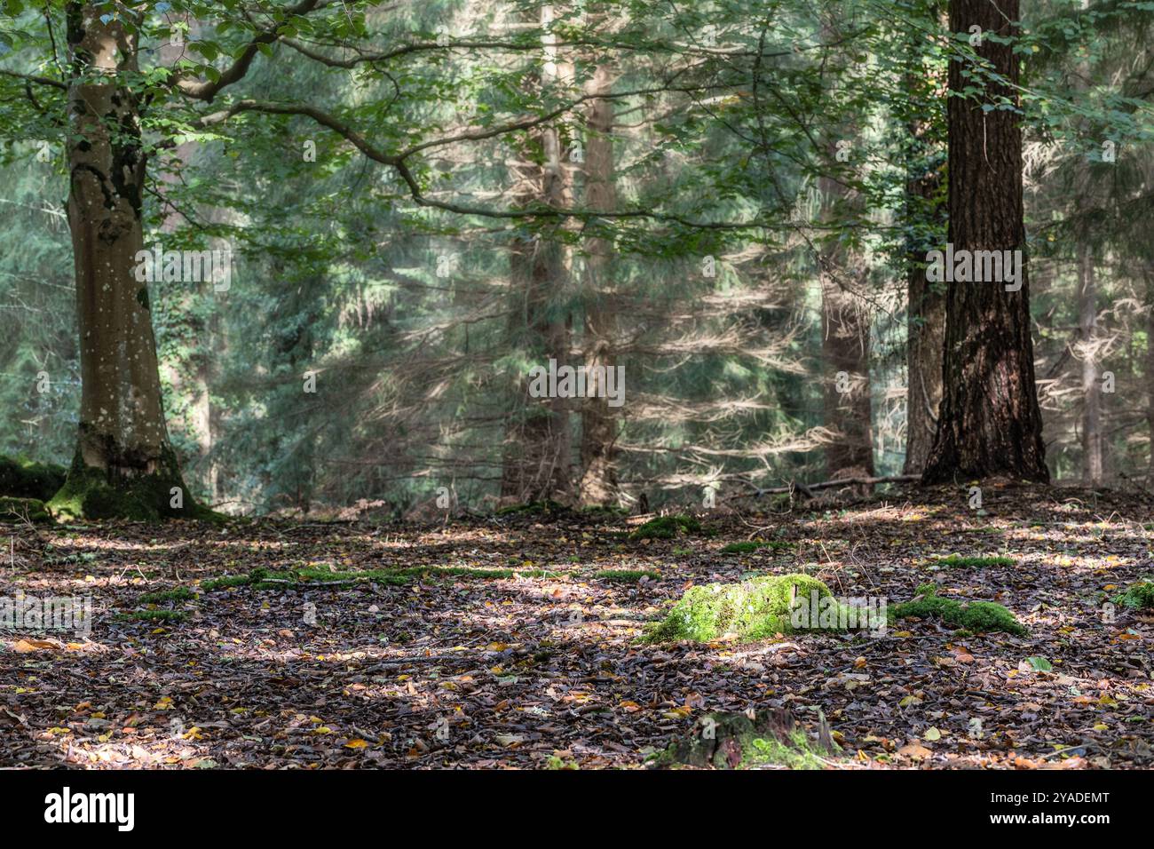 New forest landscape uk hi-res stock photography and images - Alamy