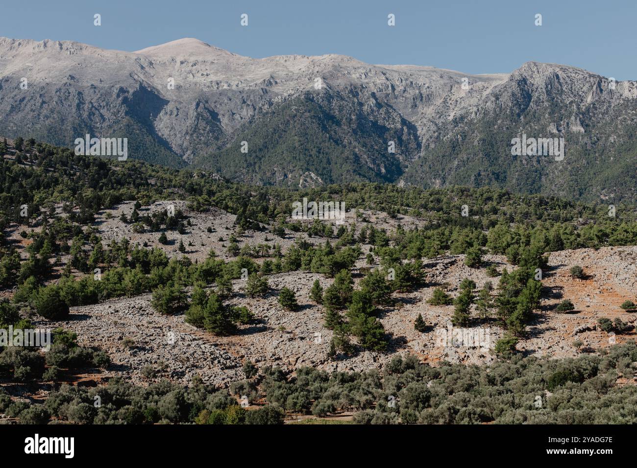 Crete Forests Huge mountains coniferous forests mountain hi-res stock photography and ...