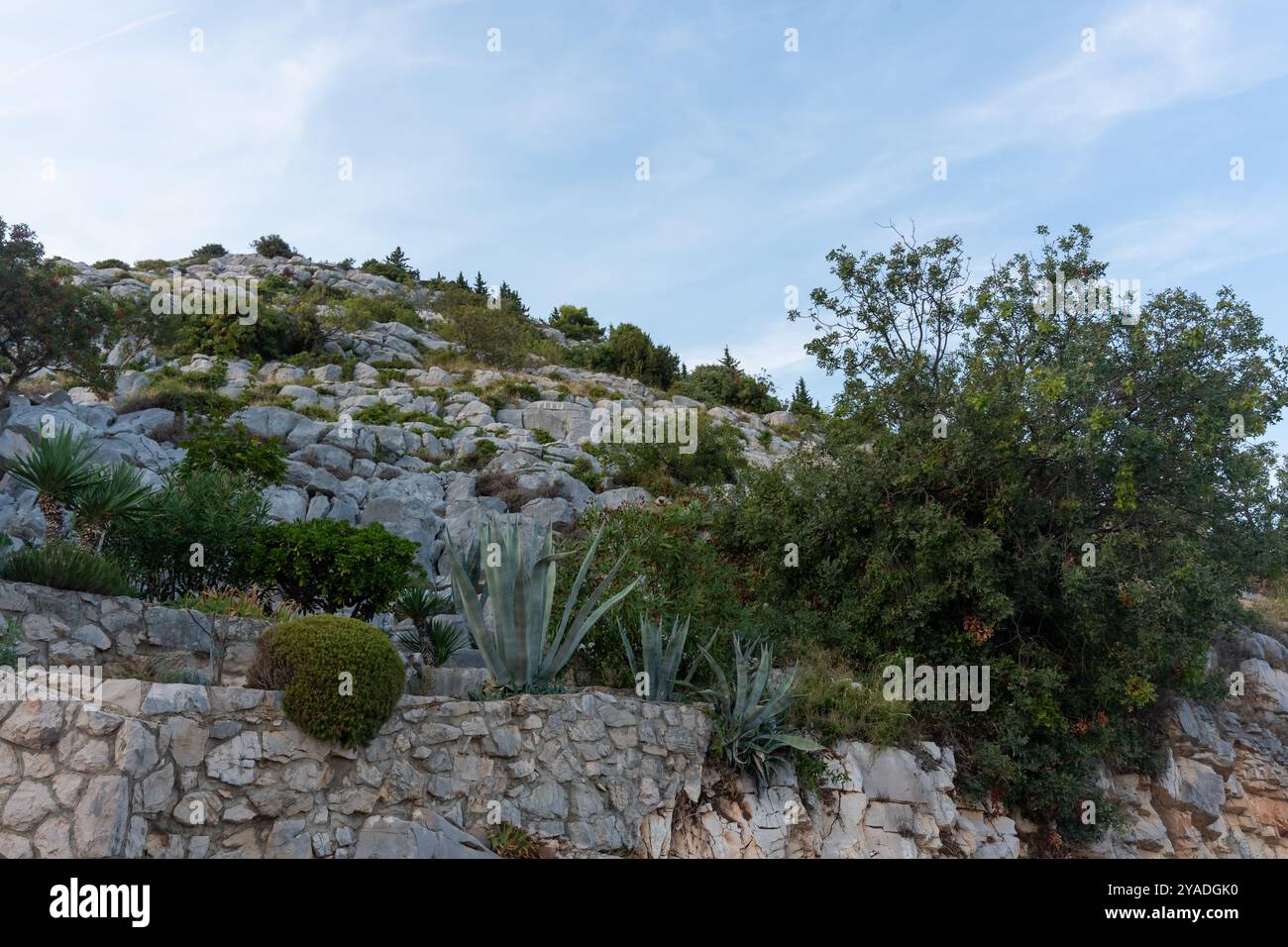 Diverse desert plants hi-res stock photography and images - Alamy