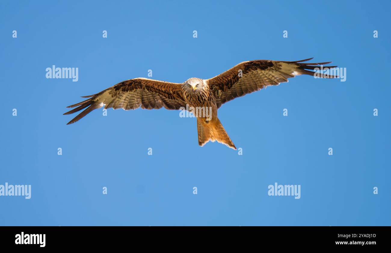 Un majestueux milan royal planant dans un ciel bleu mettant en valeur son envergure impressionnante et son plumage distinctif. Stock Photo