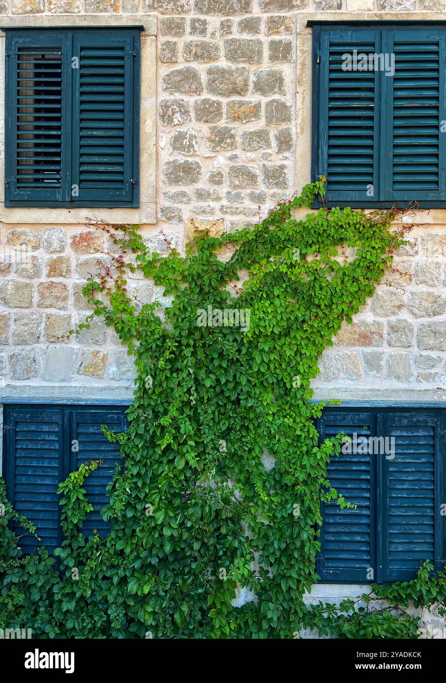 Green vine growing on stone building with blue shutters in the Old Town of Dubrovnik, Croatia - Smartphone Captured Stock Image
