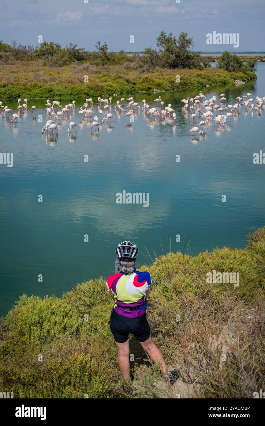 Female cyclist watching Flamingos whilst taking a break on the cycle trail around Etang de Vaccares, Saintes-Maries-de-la-Mer, Camargue, France. Stock Photo