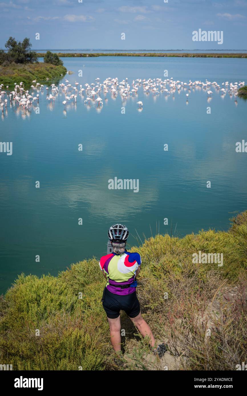 Female cyclist watching Flamingos whilst taking a break on the cycle trail around Etang de Vaccares, Saintes-Maries-de-la-Mer, Camargue, France. Stock Photo