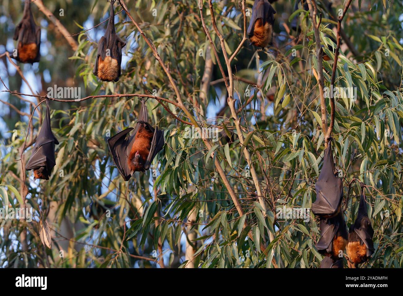 An Indian Flying Fox The Largest Bat Species In The World Hangs From an-indian-flying-fox-the-largest-bat-species-in-the-world-hangs-from