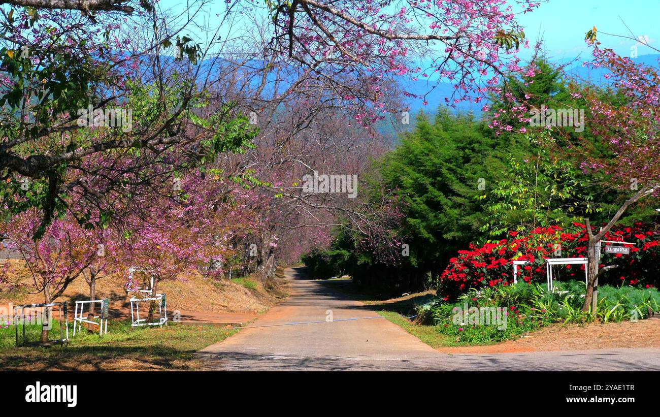 Lush pink cherry blossoms hi-res stock photography and images - Alamy