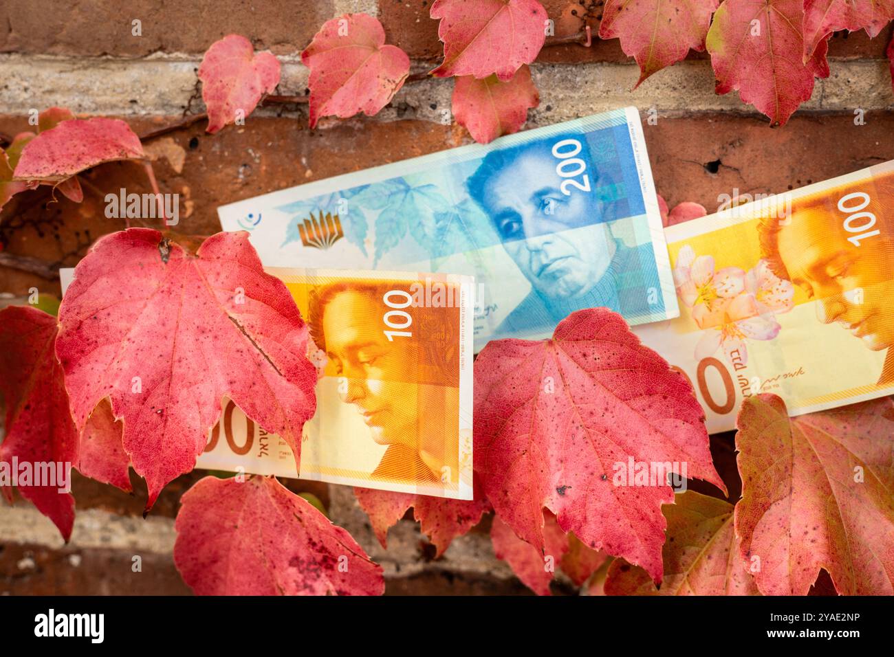 Israeli money against the background of red autumn leaves. Concept. Travel costs to Israeli memorial sites in Eastern Europe Stock Photo