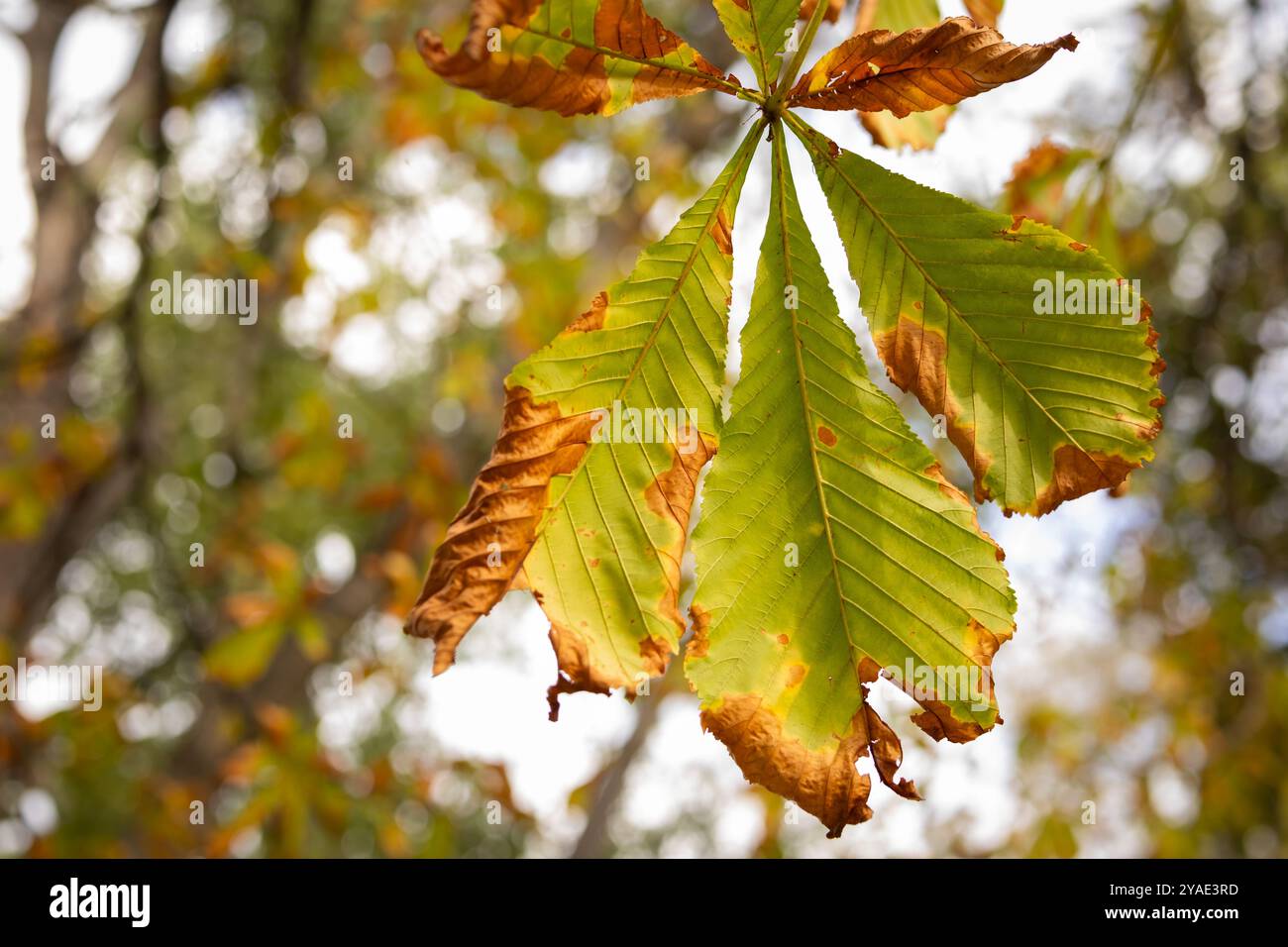 Maple and chestnut hi-res stock photography and images - Alamy