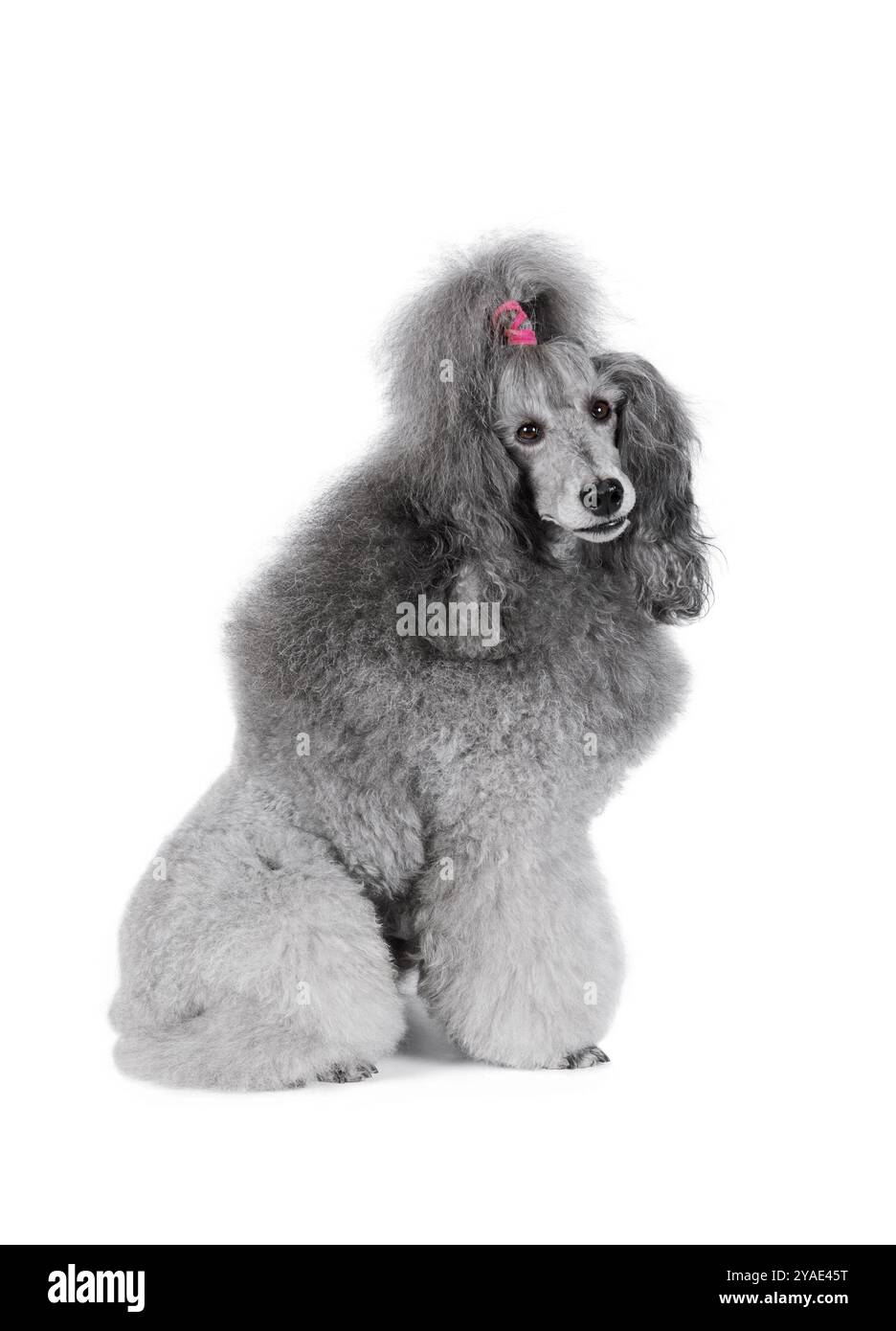 Cute standard poodle sitting isolated on a white background Stock Photo