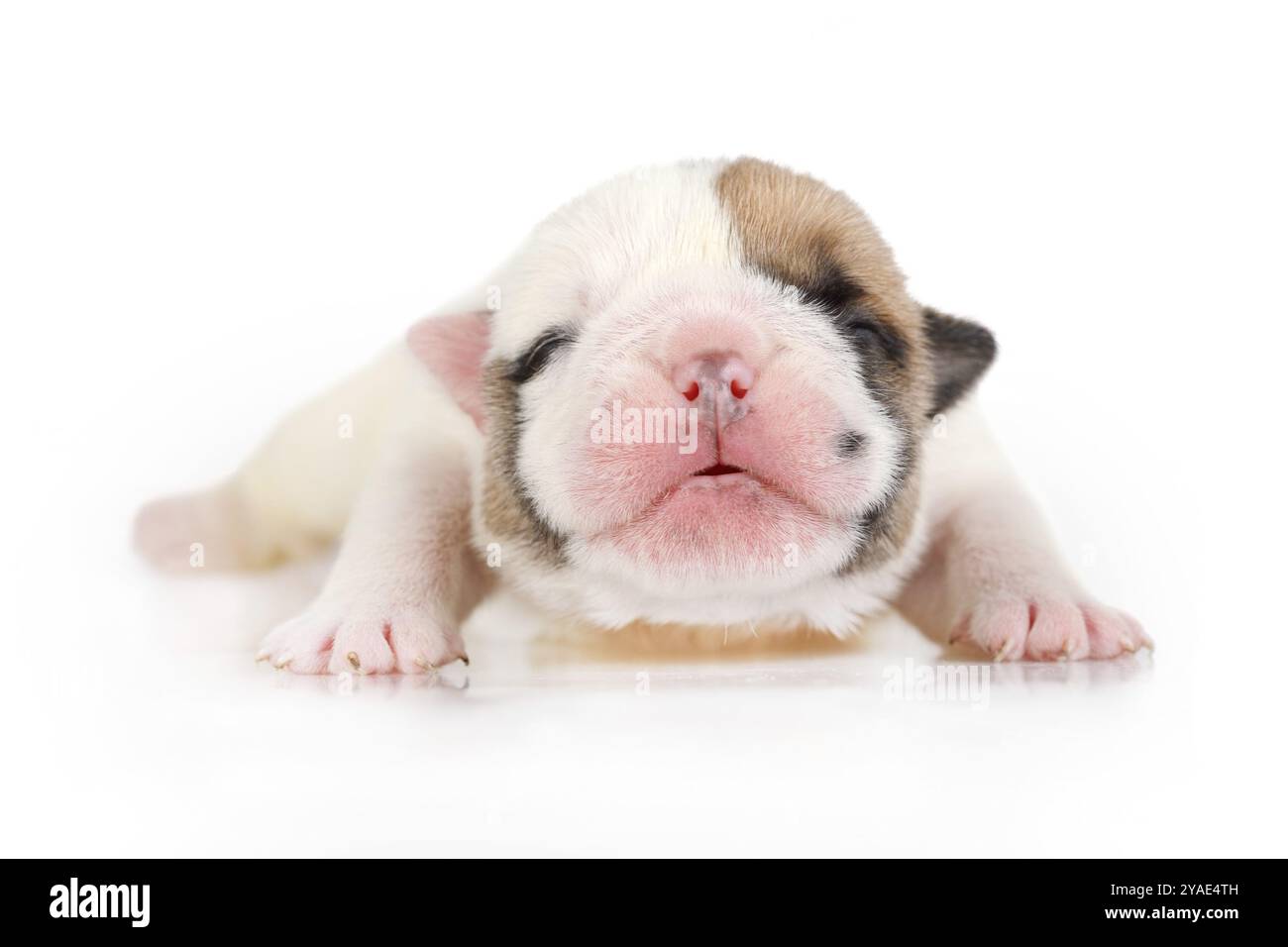 Feeding newborn english bulldog puppies best sale