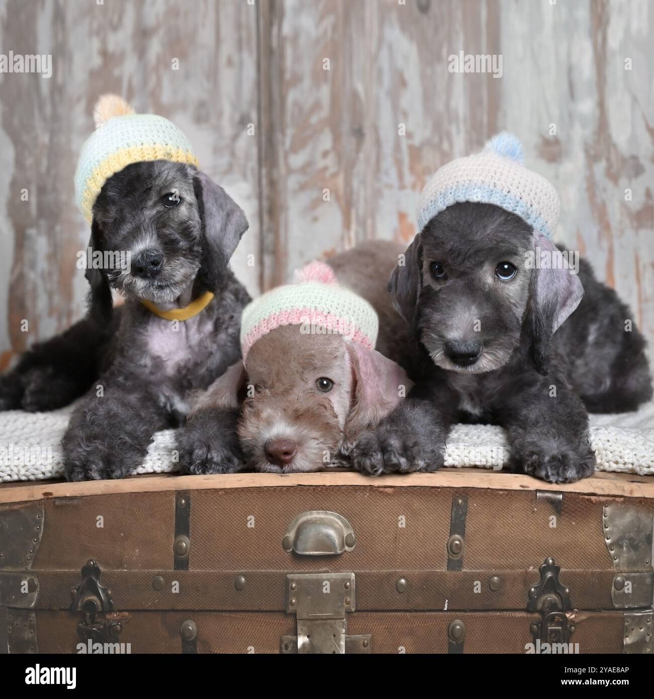 Group of little Bedlington Terrier puppies dogs wearing winter hats ...