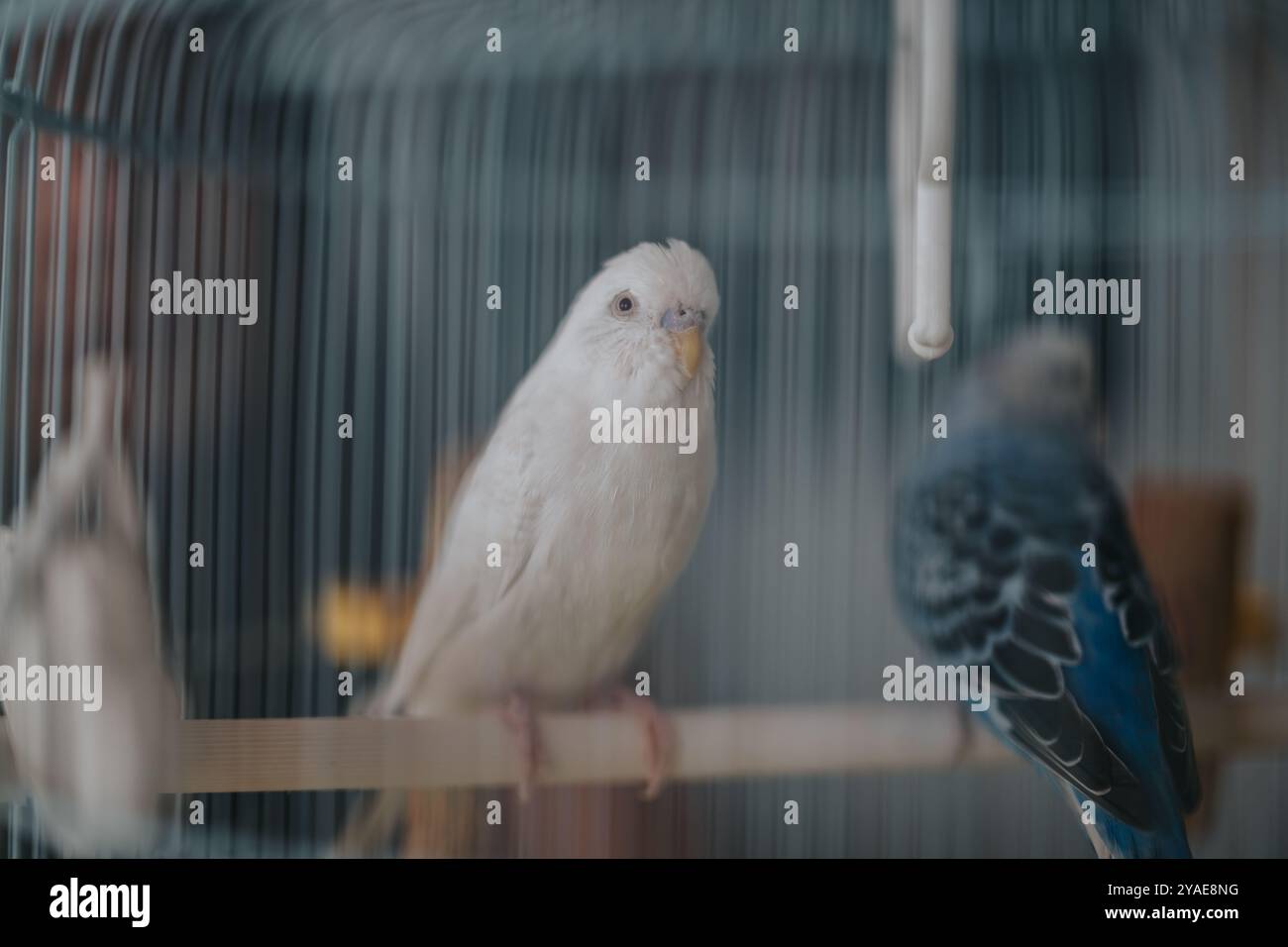 Detailed close up capture hi-res stock photography and images - Alamy