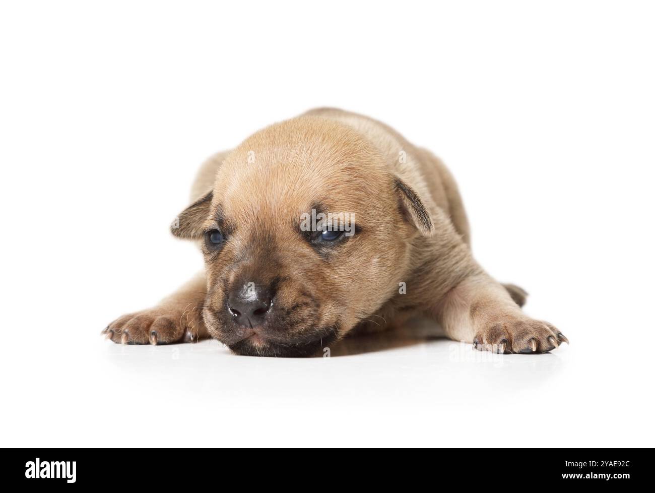 Cuccioli di Pitbull in Cerca di Famiglia Urgente!, image size:1300x978