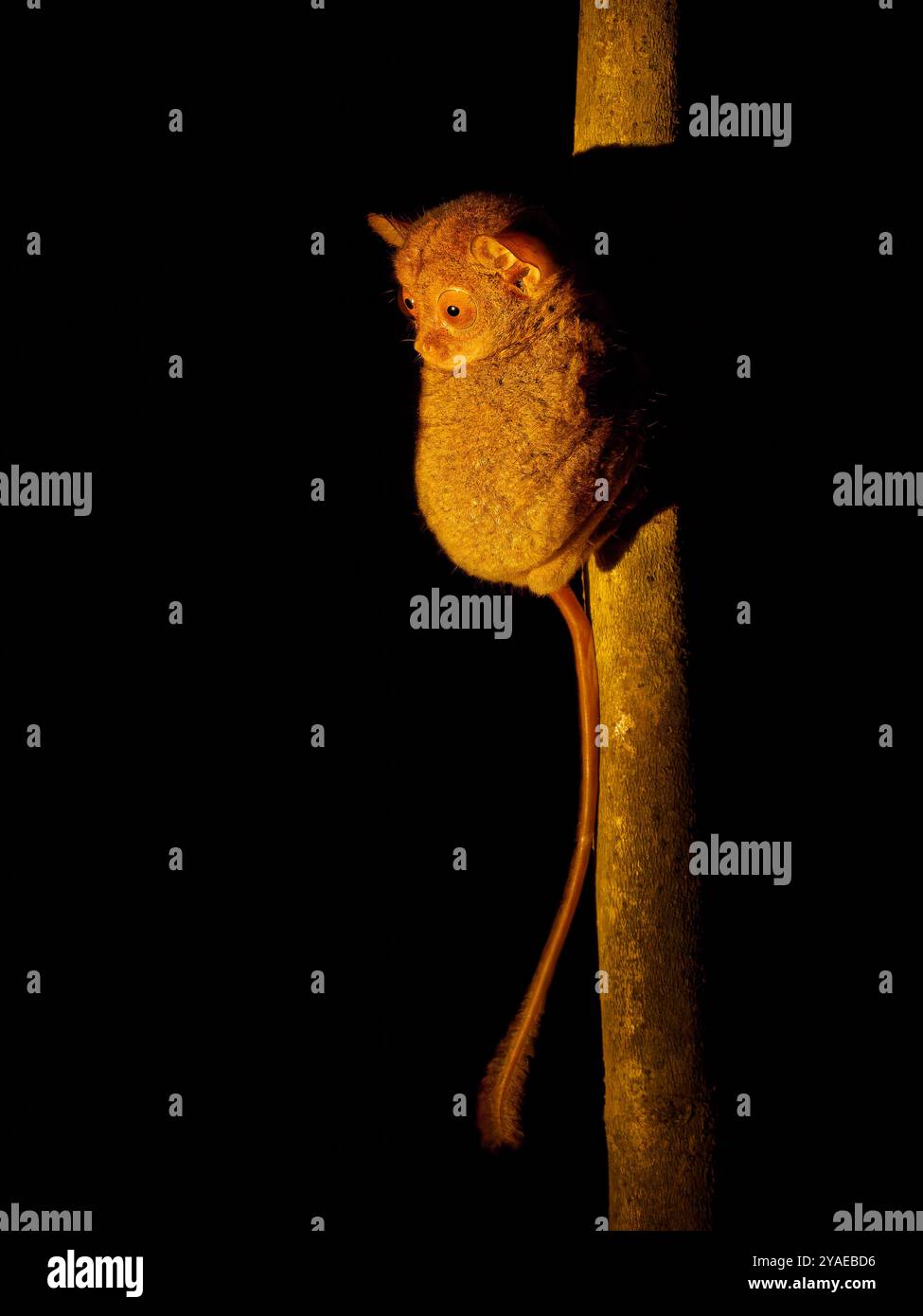 Western Samar Insect Rainforest western sumatra hi-res stock photography and images - Alamy